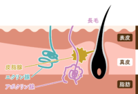 多汗症とワキガの違い