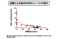 加齢による体内のNAD+レベルの減少