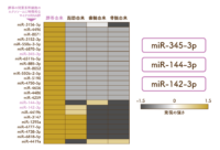 臍帯に由来する間葉系幹細胞のエクソソーム中のマイクロRNAの比較表