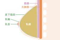 乳腺の図解